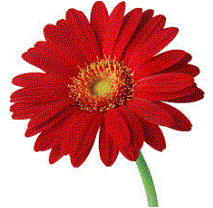 Czerwony duży gerber